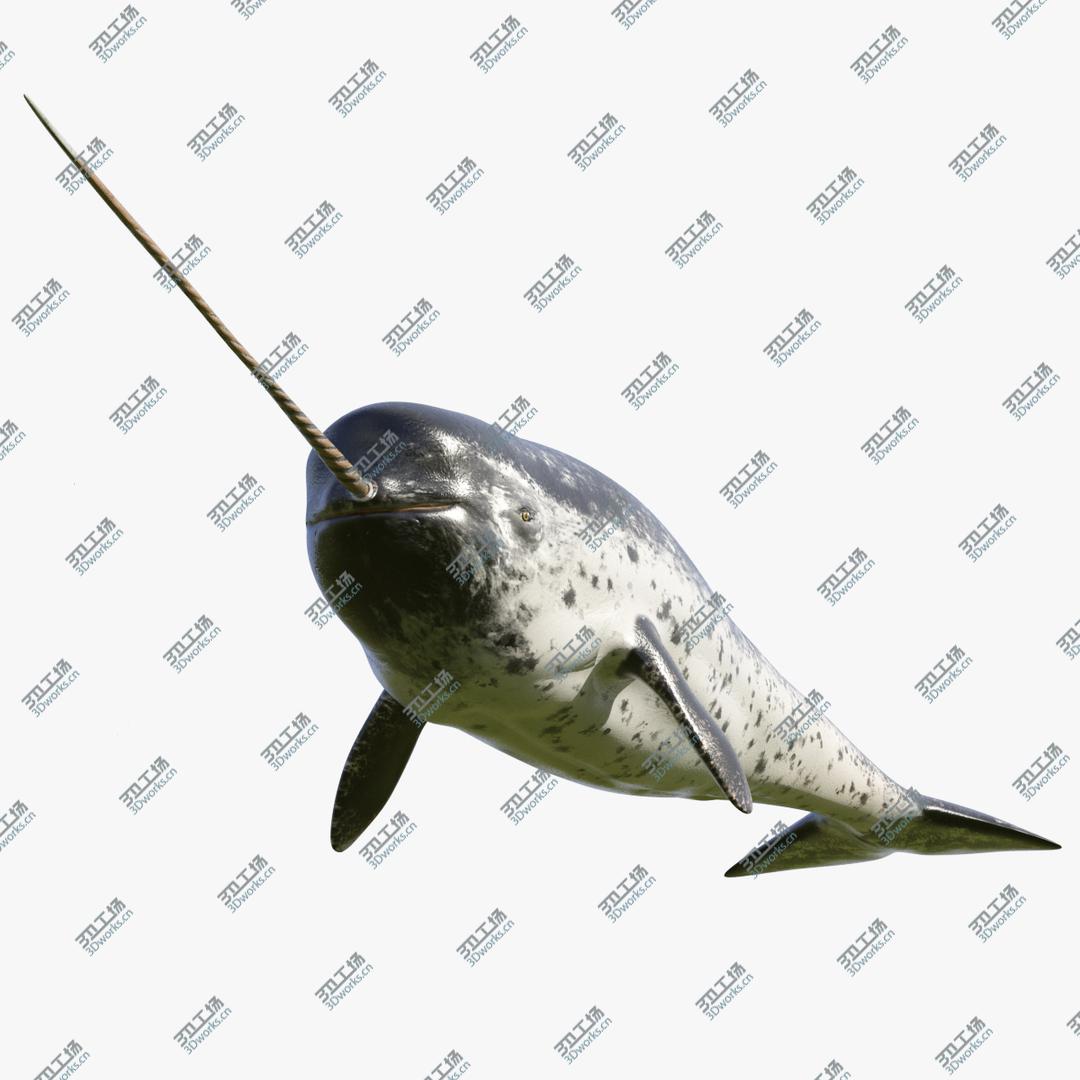 images/goods_img/2021040162/3D Narwhal Swimming Pose/1.jpg
